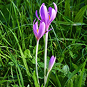 Purple Colchicum Autumnae flower in grass