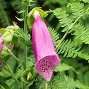 Foxglove (Digitalis purpurea) flower